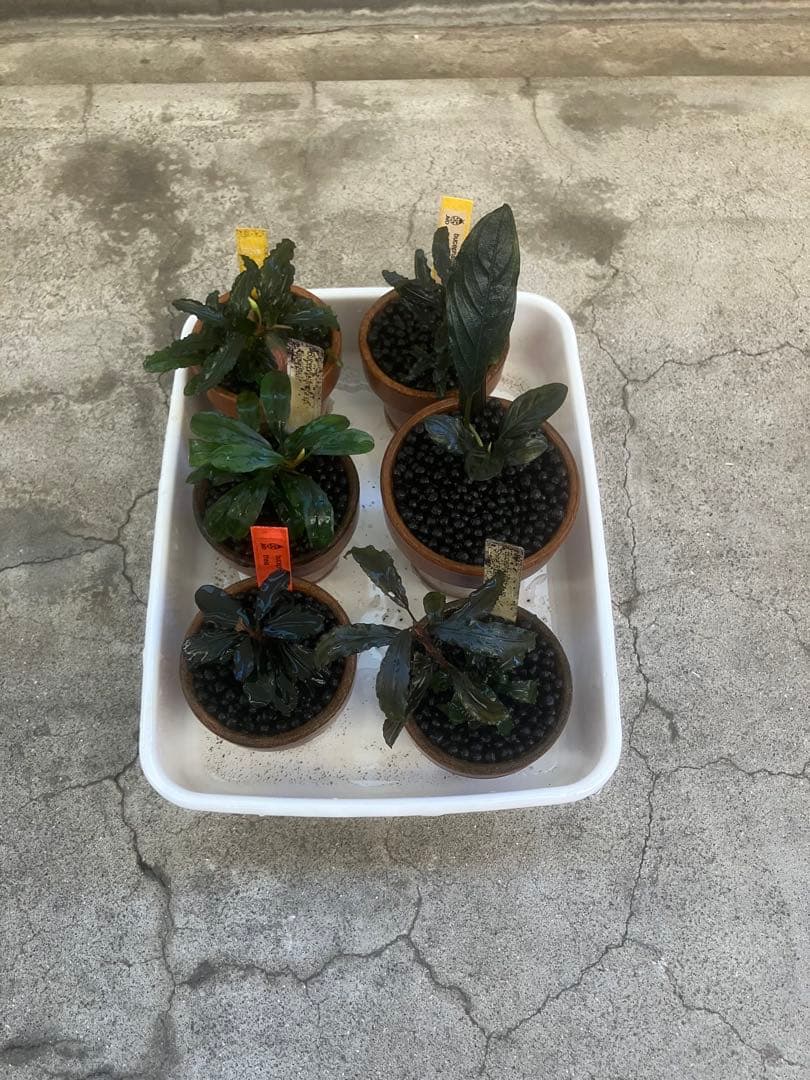 ブセファランドラ29種セット