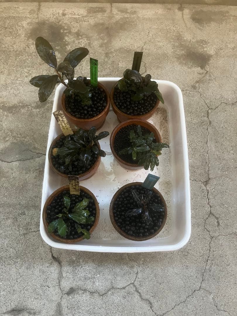 ブセファランドラ29種セット