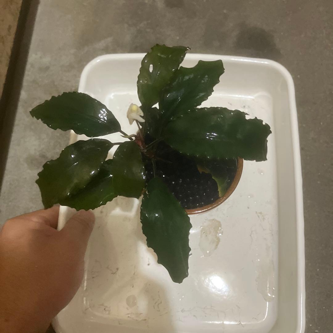 ブセファランドラ29種セット