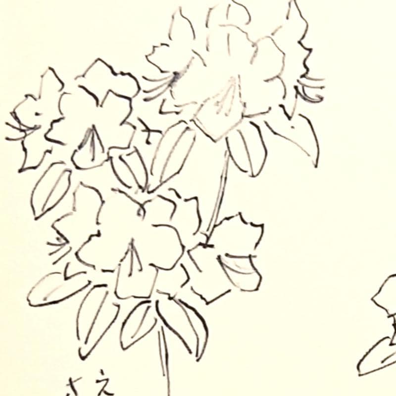 ☆坂本直行☆「 エゾムラサキツツジ 」ペン画　大衣　未使用!