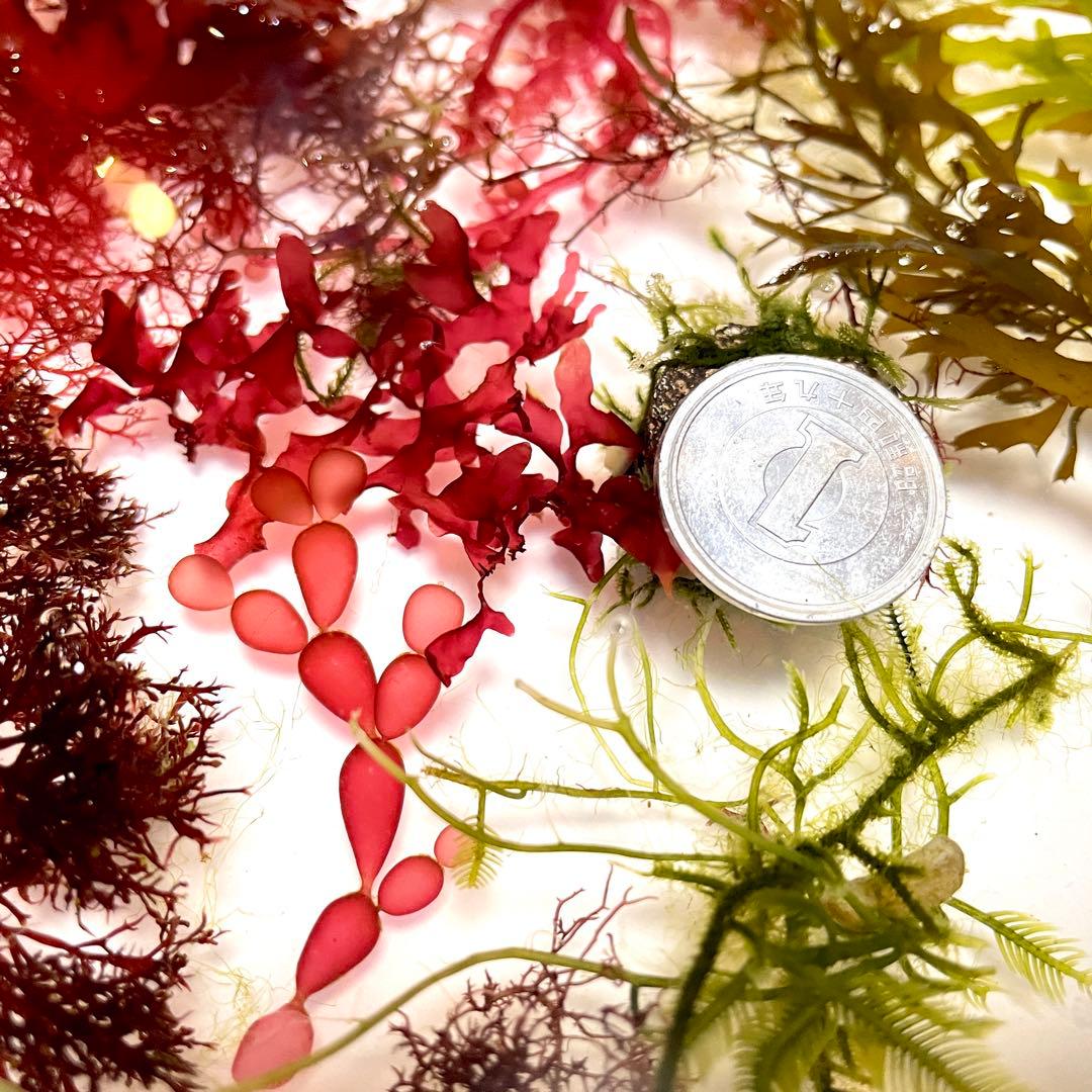 【匿名・宅急便】　赤色海藻詰め合わせ②　紅藻　+ 褐藻　緑藻