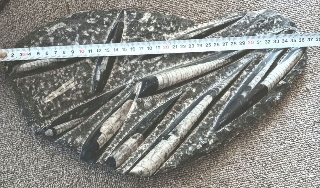 モロッコの直角石類/オルソセラス　大型プレート