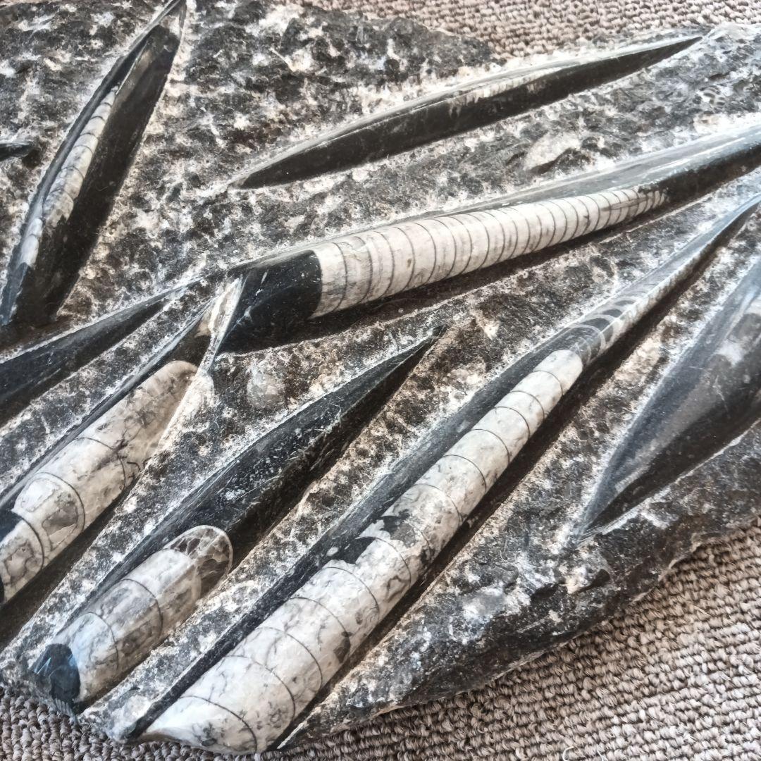 モロッコの直角石類/オルソセラス　大型プレート