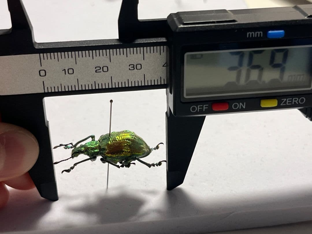 ホウセキゾウムシ ブラジル産 標本プラチナコガネ タマムシ ジンガサハムシ