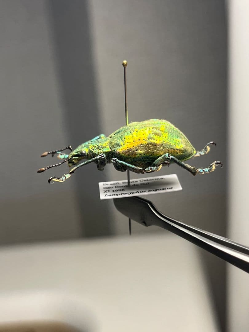 ホウセキゾウムシ ブラジル産 標本プラチナコガネ タマムシ ジンガサハムシ