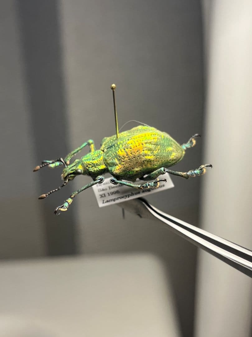 ホウセキゾウムシ ブラジル産 標本プラチナコガネ タマムシ ジンガサハムシ