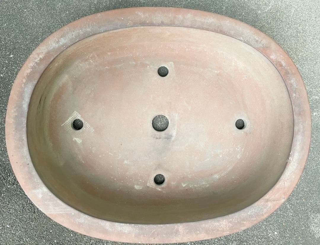 盆栽　鉢　57cm　板山　大型　特大