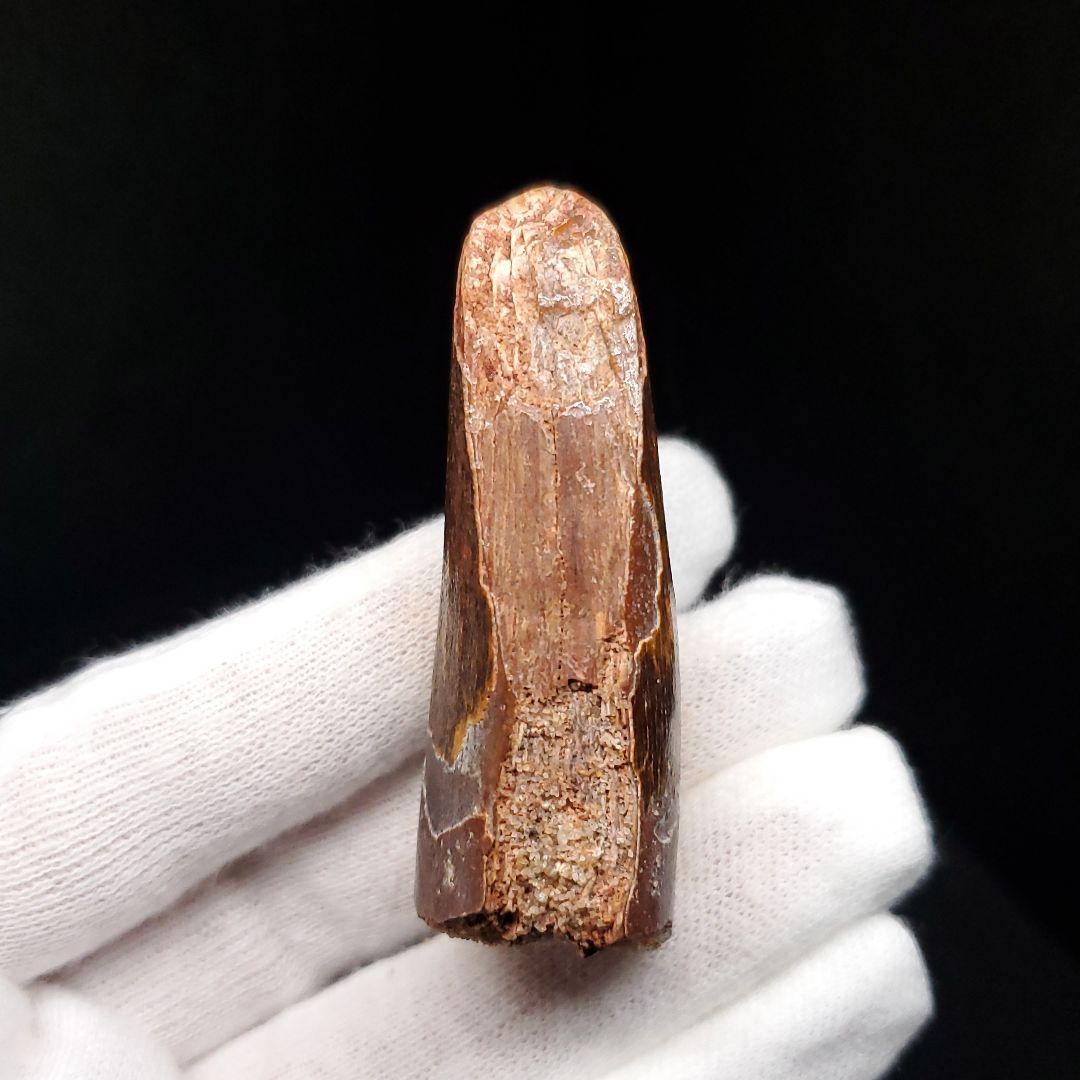 恐竜】スピノサウルス 本物 モロッコ産 53.66mm sp467