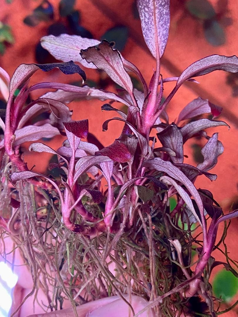 ブセファランドラspゴーストカリマンタン 大群生株