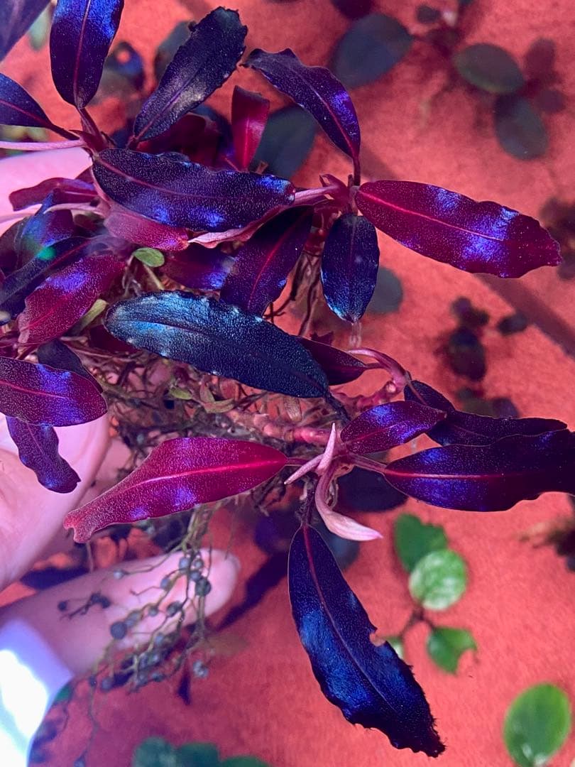 ブセファランドラspゴーストカリマンタン 大群生株