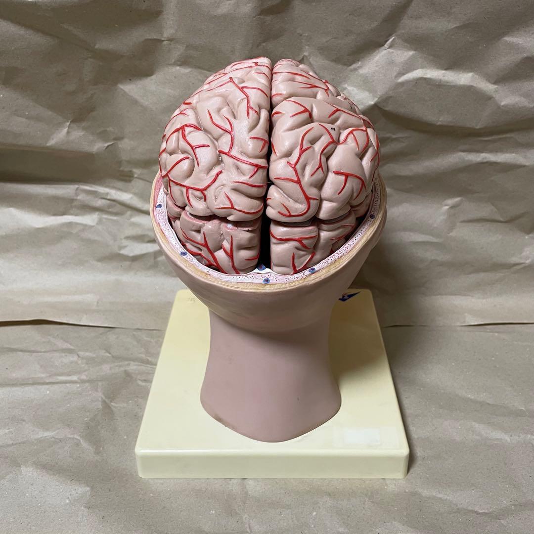 脳模型 医学 3B 9分解モデル ドイツ製