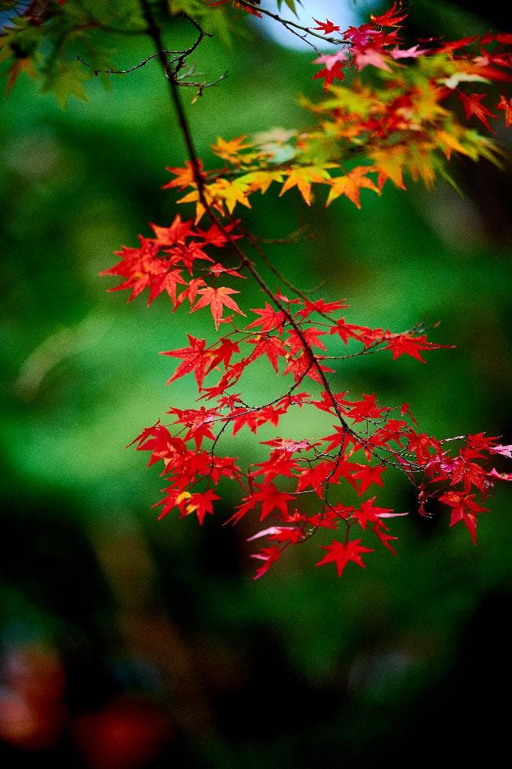 惚れるレンズ『家族が輝く奇跡のボケ味』SONY SEL135F18GM