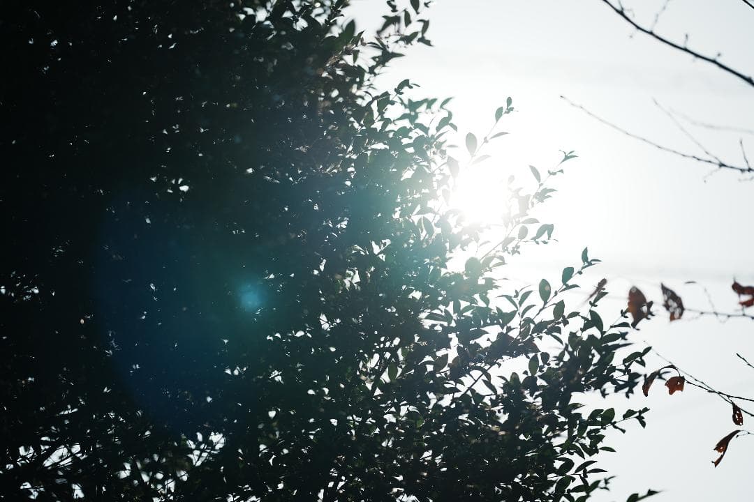 惚れるレンズ『家族が輝く奇跡のボケ味』SONY SEL135F18GM