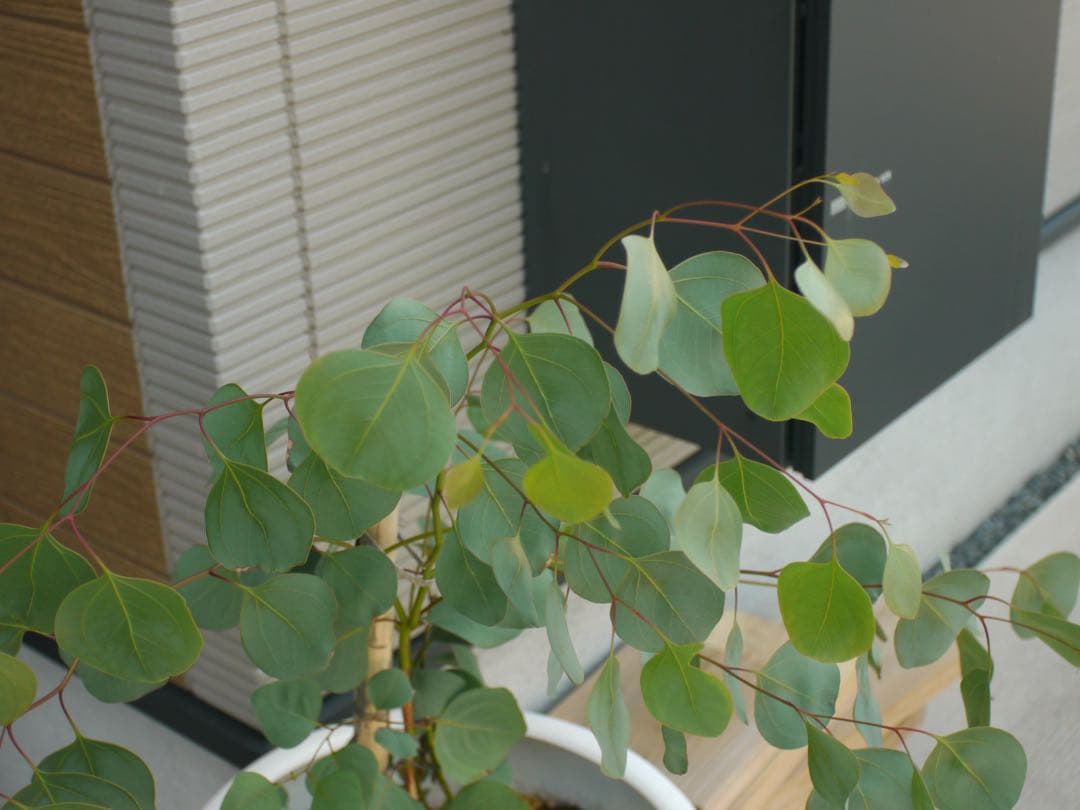 LUMIX GH1 ゴールド ミラーレス　ニコンオールドレンズf28 1:3.5