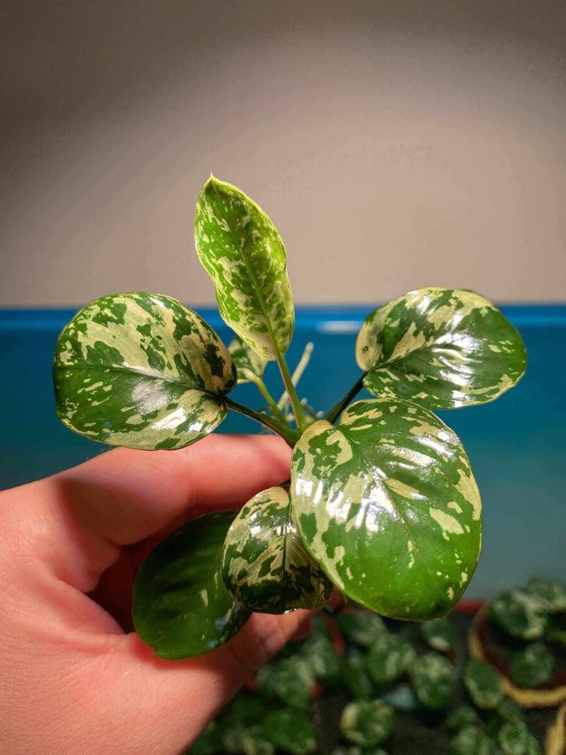 アヌビアスナナ-斑入りキング(Anubias Variegated King)