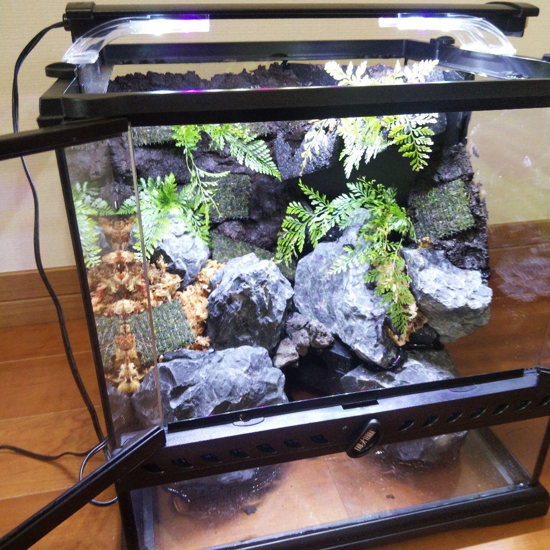 【受注生産】グラステラリウム3030　イモリウム　苔テラリウム