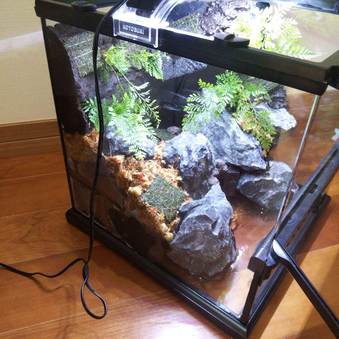 【受注生産】グラステラリウム3030　イモリウム　苔テラリウム