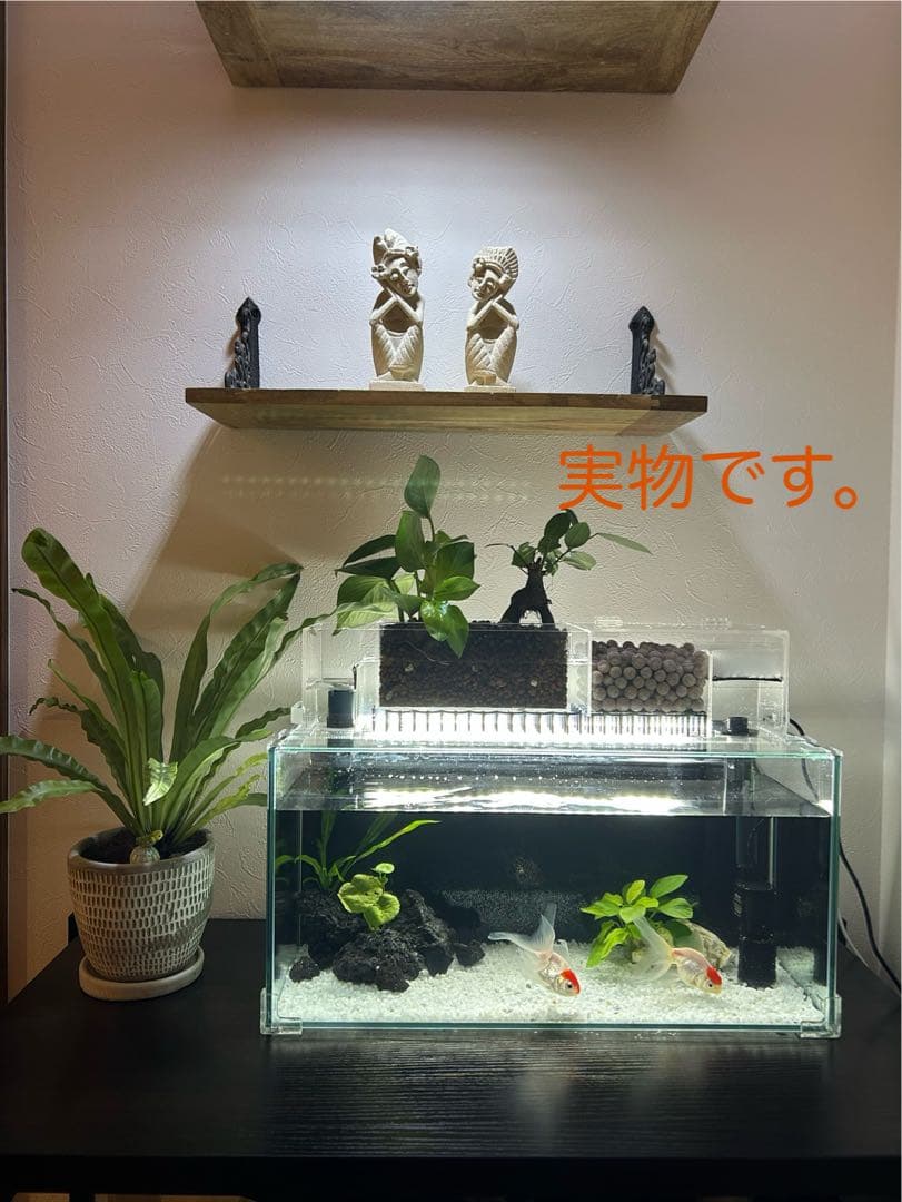 上部濾過槽＋ガラス水槽セット　アクアリウム水槽アクアポニックス仕様上部フィルター