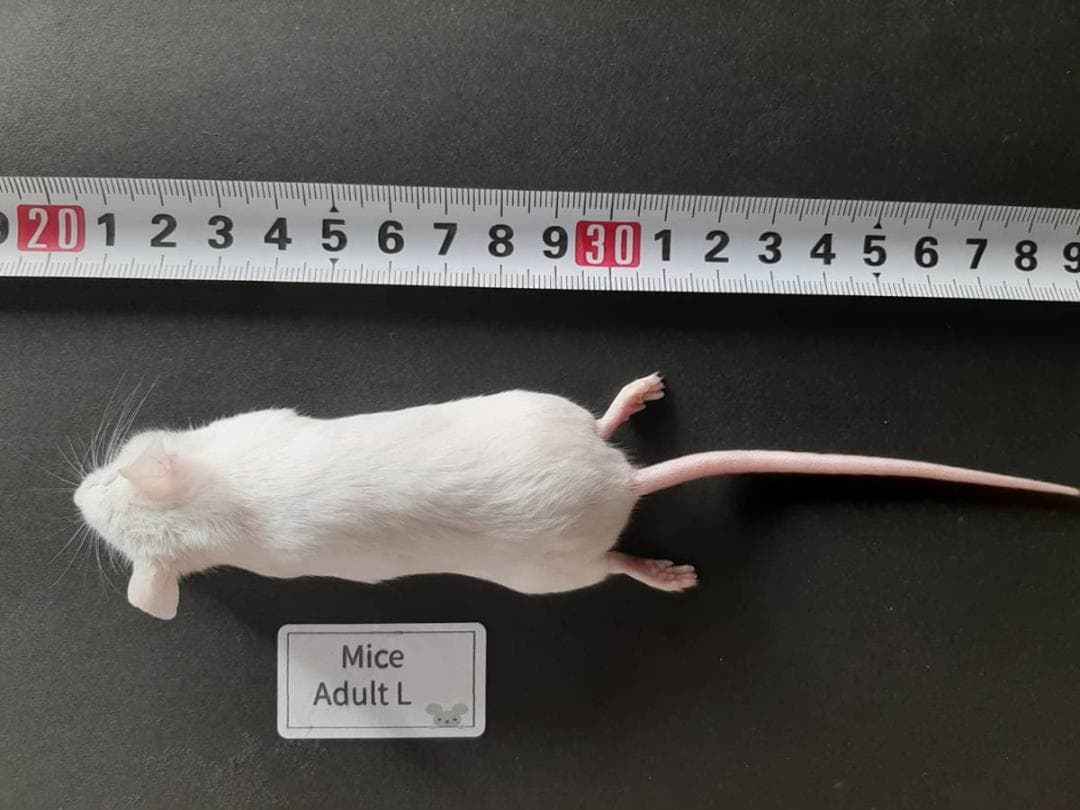 国産 冷凍マウスアダルト L 100匹 (送料無料一部地域発送不可)