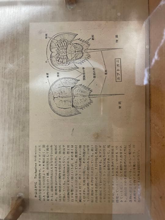 値下げ中！カブトガニの標本