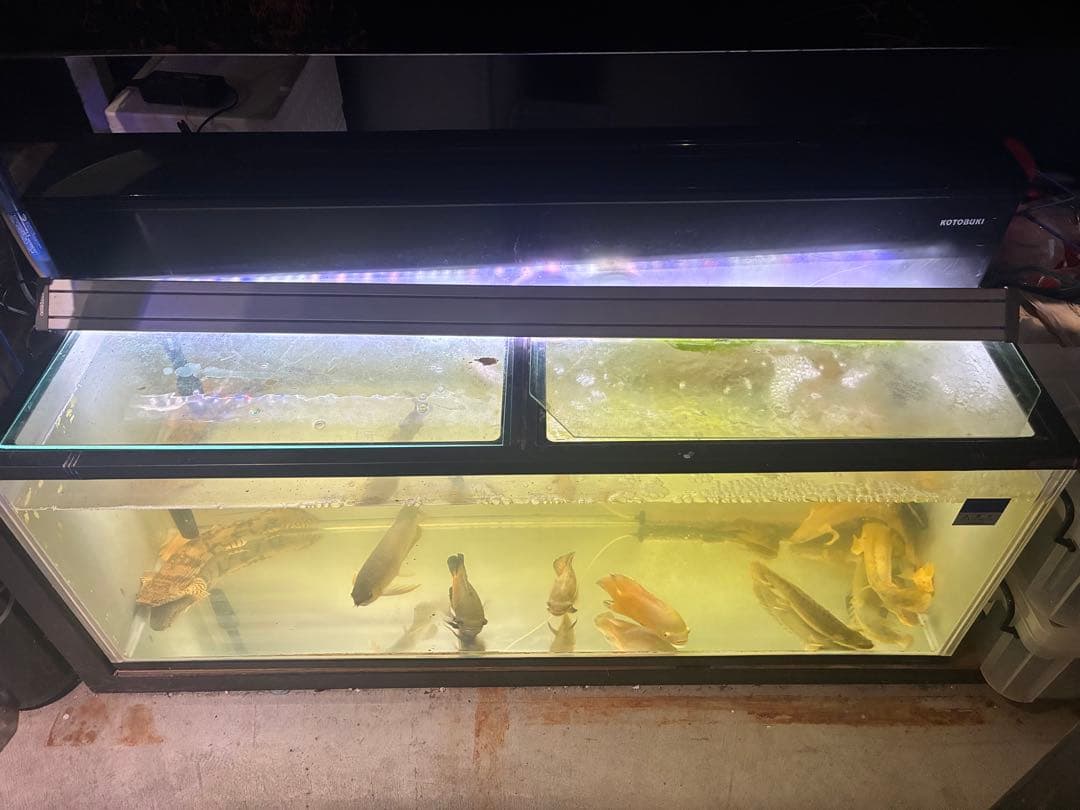 静岡県発！！！1200水槽　オーバーフロー水槽　大型水槽　水槽用品