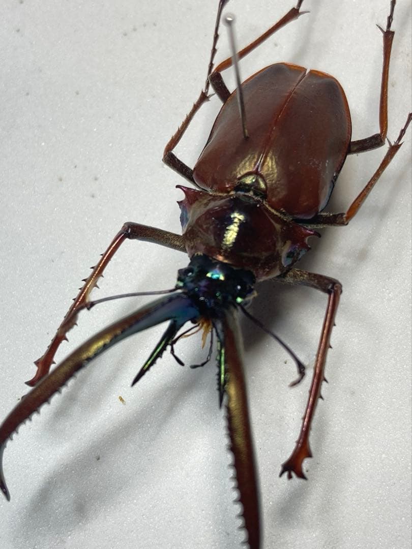 チリクワガタ♂ 約57ミリ