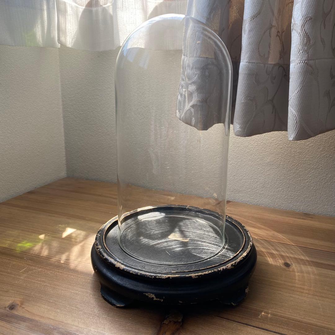 フランス　ベルギー　ガラスドーム　展示ケース　アンティーク　古道具　木　黒