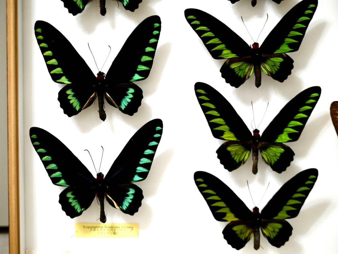 蝶標本 アカエリトリバネアゲハ各種 世界産地別コレクション 大型ドイツ箱