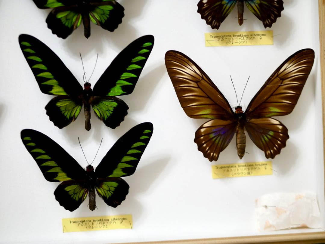 蝶標本 アカエリトリバネアゲハ各種 世界産地別コレクション 大型ドイツ箱