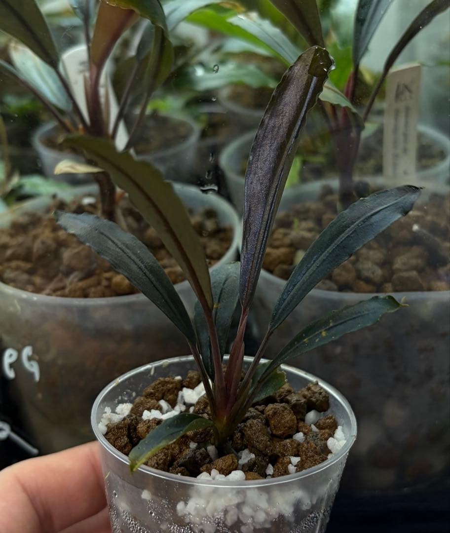 Bucephalandra sp\"Deep Purple\"【AZ0617-31】