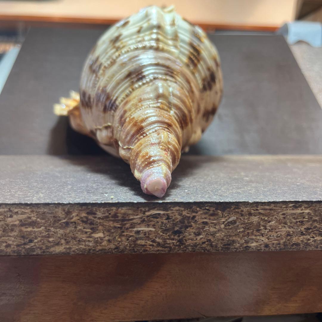 激レア　長崎県産　法螺貝　ホラガイ