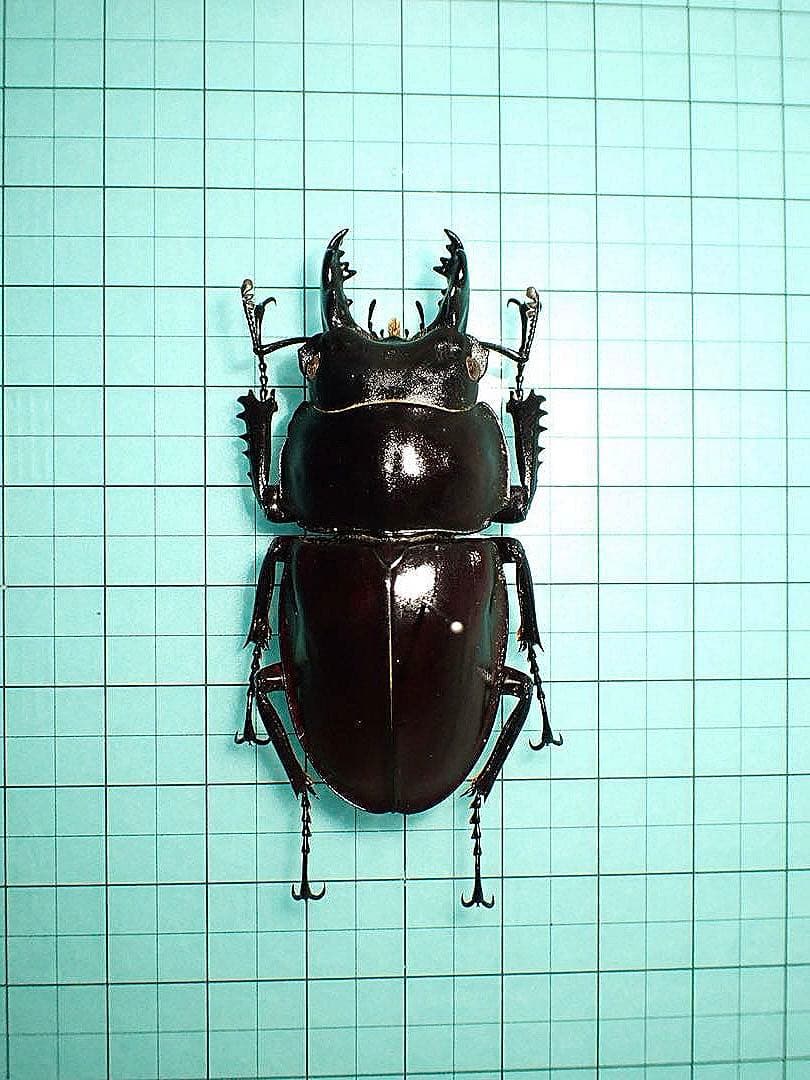 【標本】ヤエヤママルバネクワガタ　石垣島産　54.6ミリ　規制前採集個体