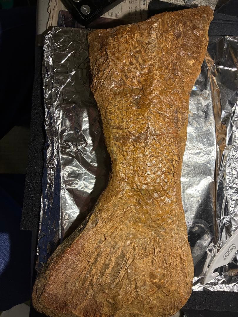 化石　カラモプレウルス