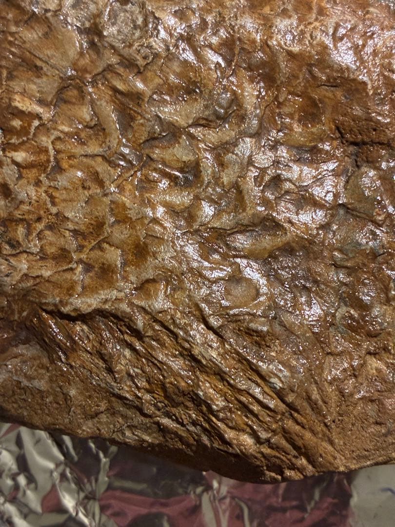 化石　カラモプレウルス