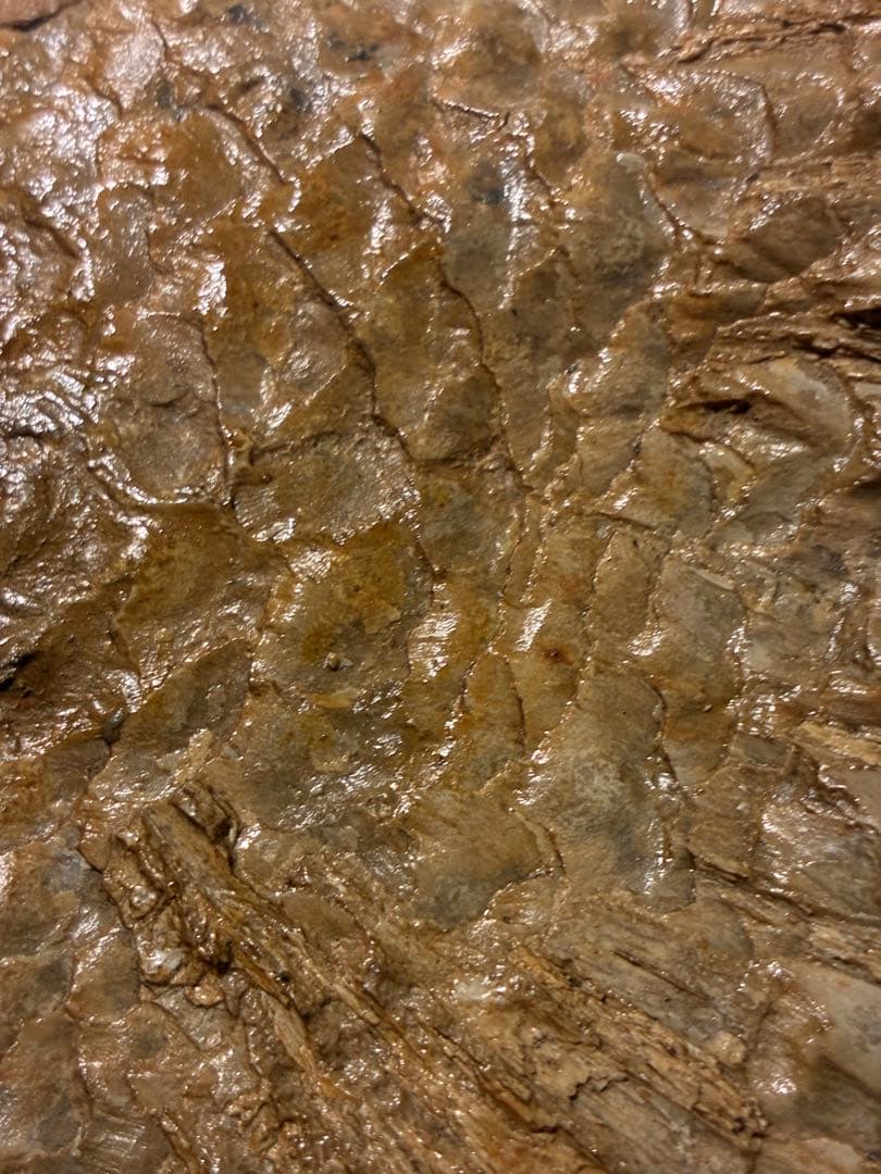 化石　カラモプレウルス