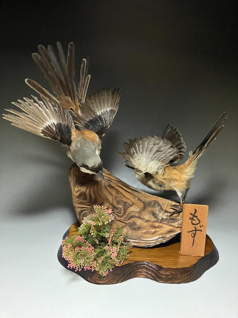 もずの剥製：種の保存法に該当しない鳥