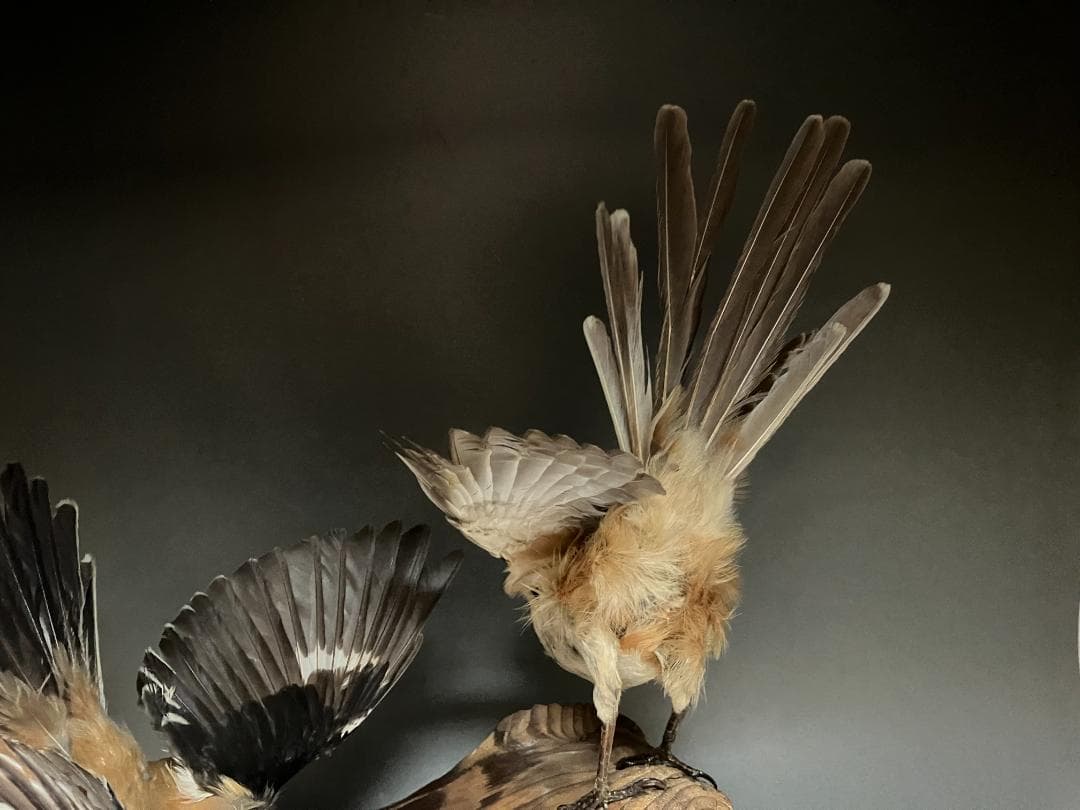 もずの剥製：種の保存法に該当しない鳥