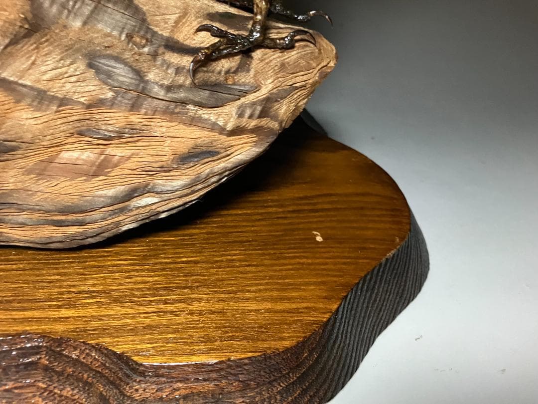 もずの剥製：種の保存法に該当しない鳥