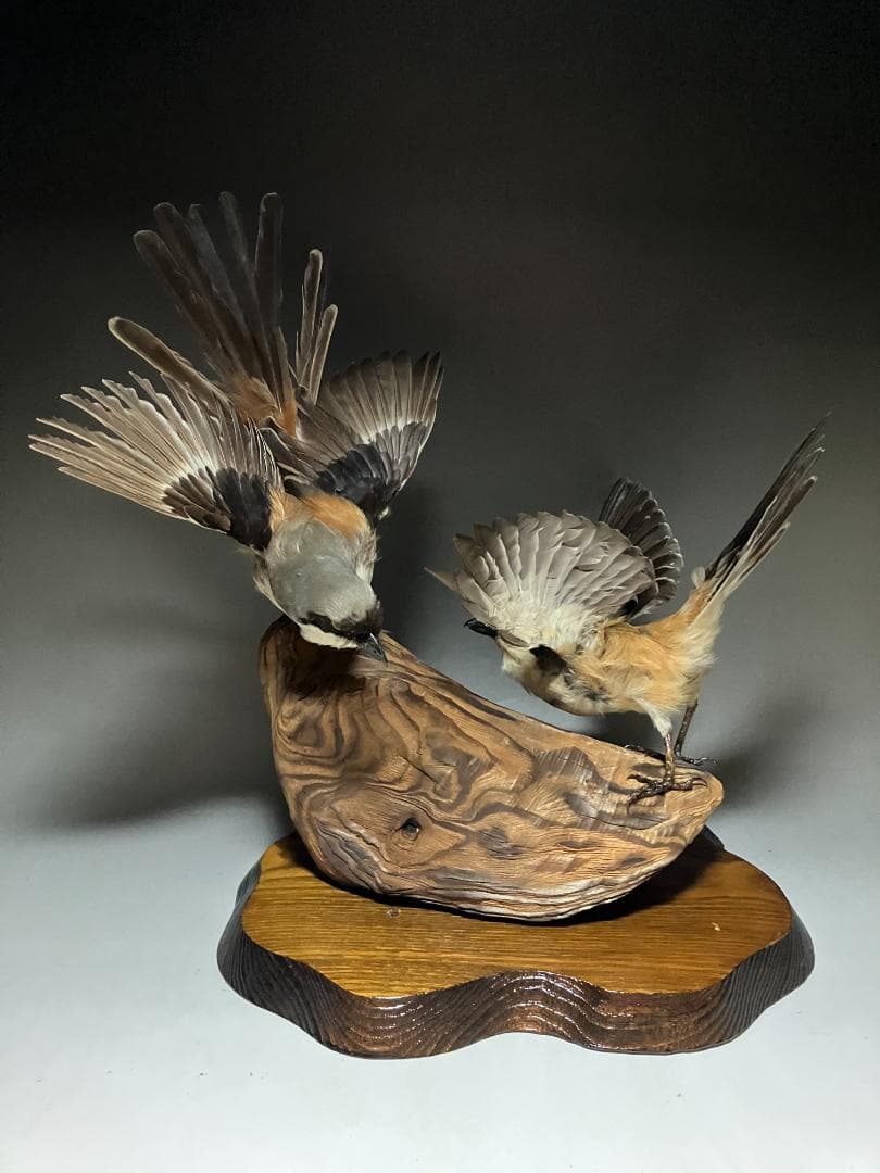 もずの剥製：種の保存法に該当しない鳥