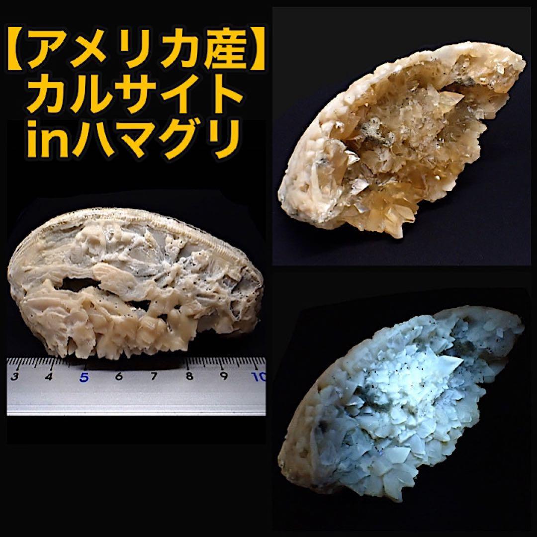 【アメリカ/フロリダ産】カルサイト(方解石)inハマグリ化石