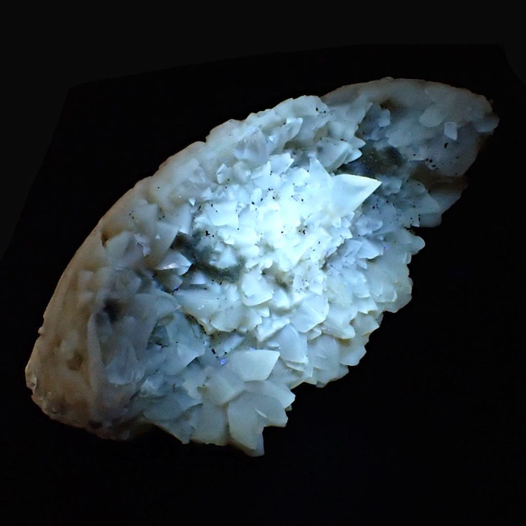 【アメリカ/フロリダ産】カルサイト(方解石)inハマグリ化石