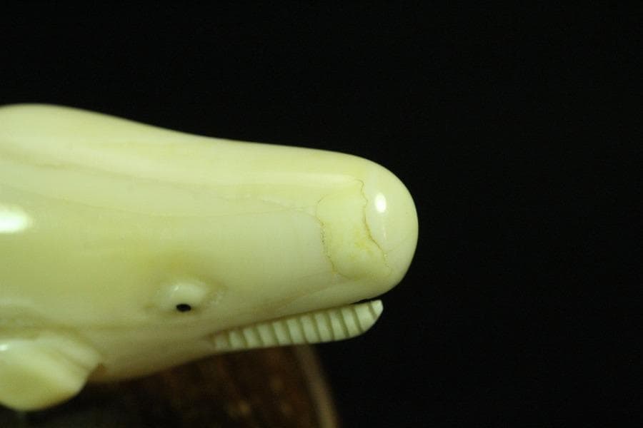 抹香鯨 歯 細密 彫刻 鯨 置物 根付 台付(K-A995)