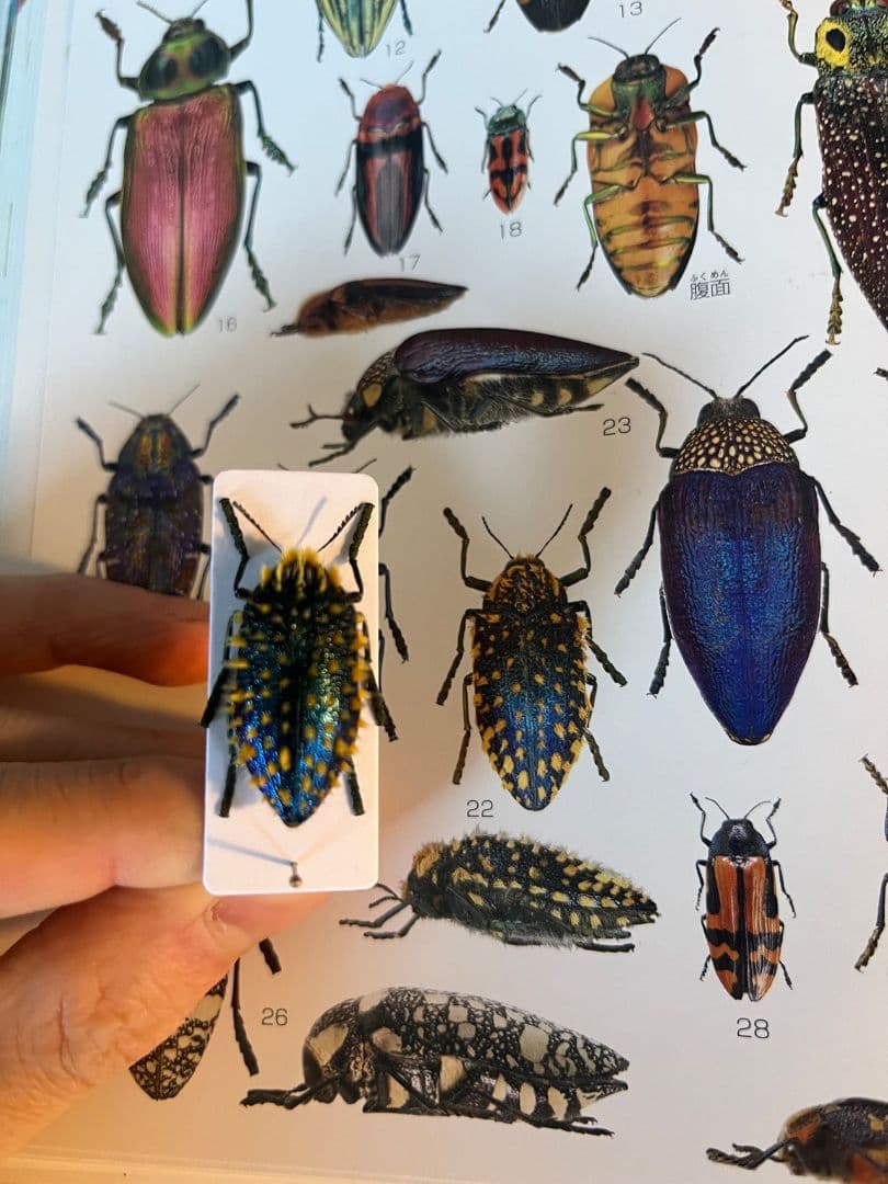 【極美展足】ムラサキケブカフトタマムシ スハンダエ プラチナコガネコブハムシ標本