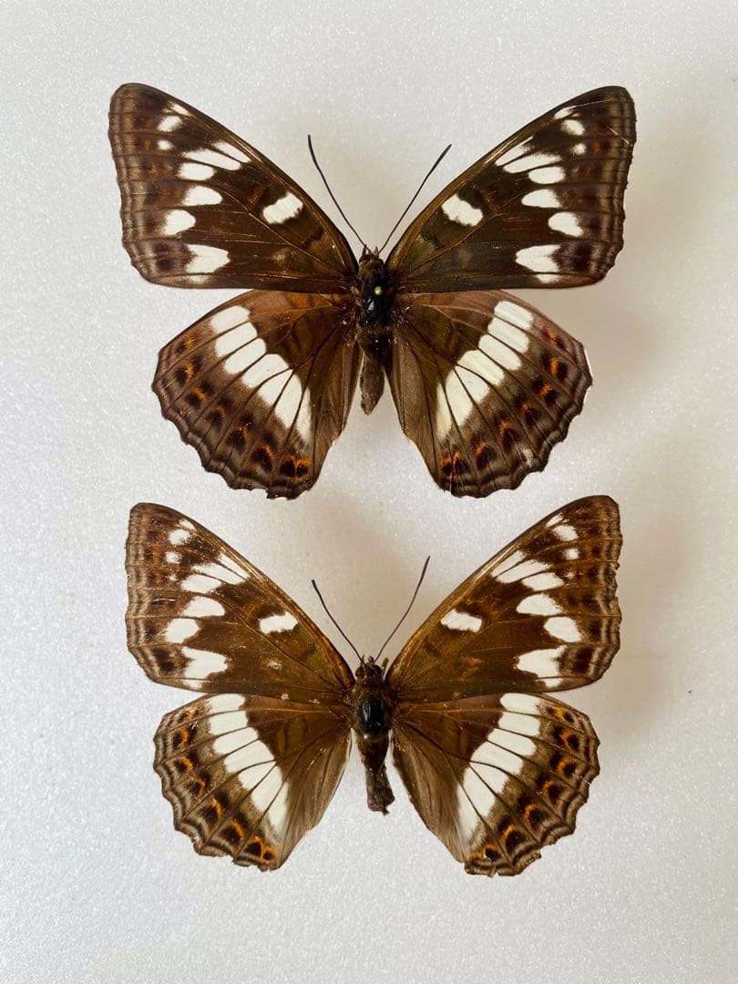 【2メスセット】オオイチモンジ（北海道白滝産）