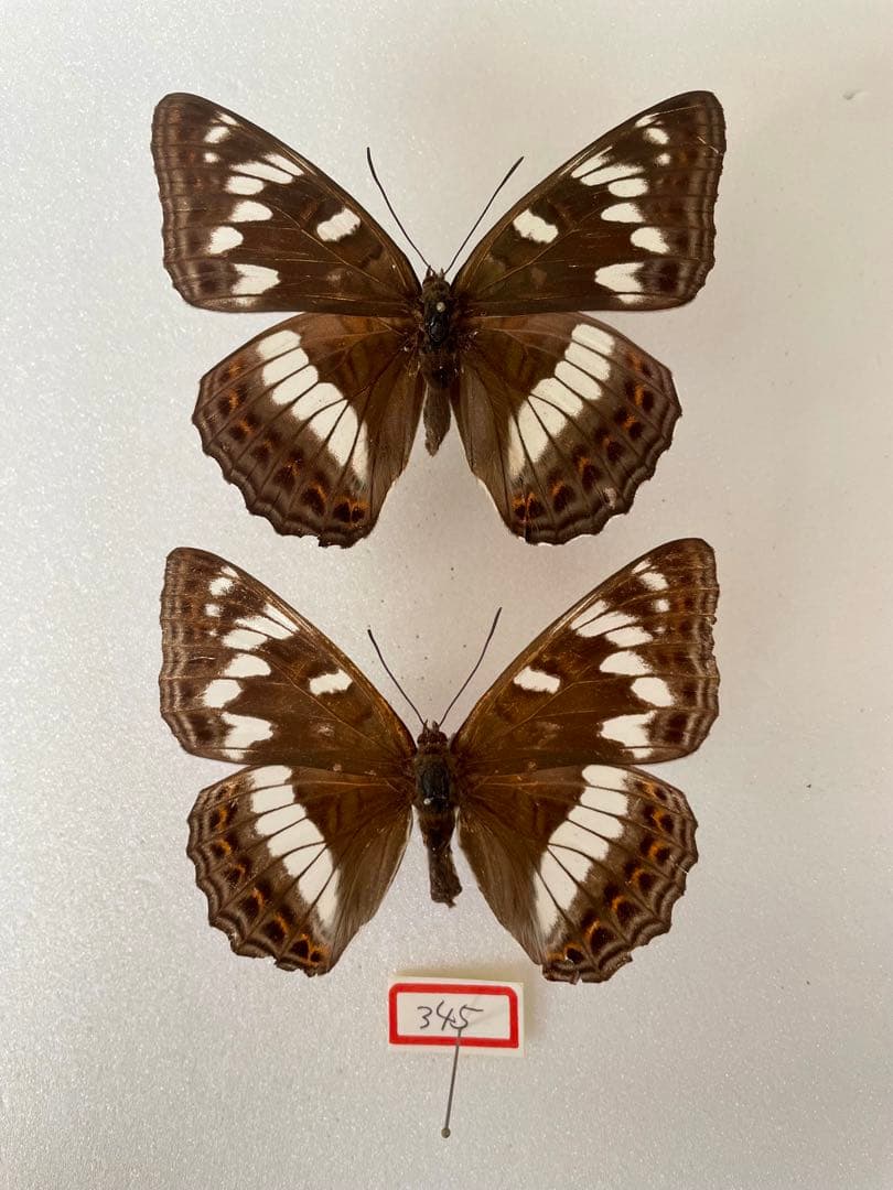 【2メスセット】オオイチモンジ（北海道白滝産）