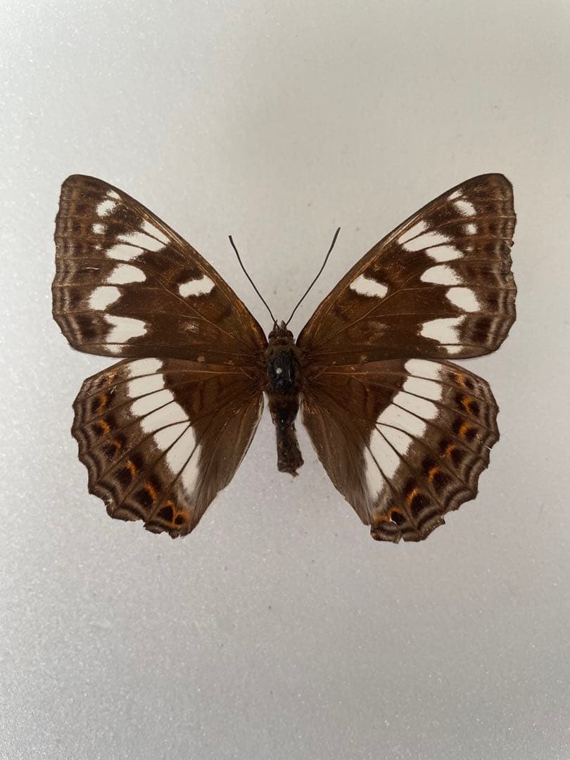 【2メスセット】オオイチモンジ（北海道白滝産）