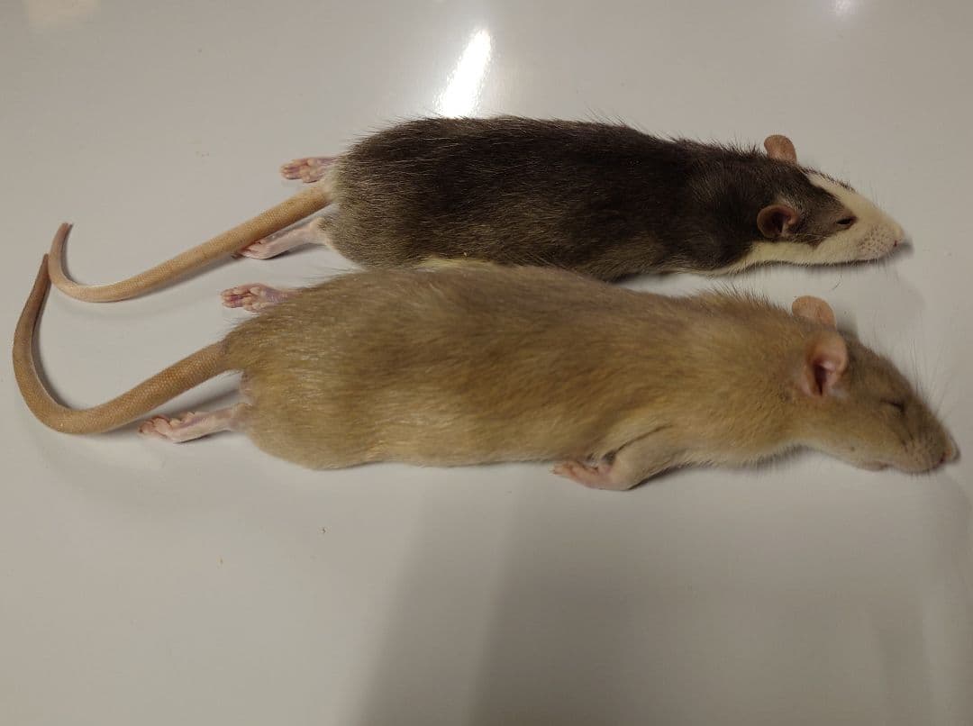 冷凍ラット 70~85g 30匹セット