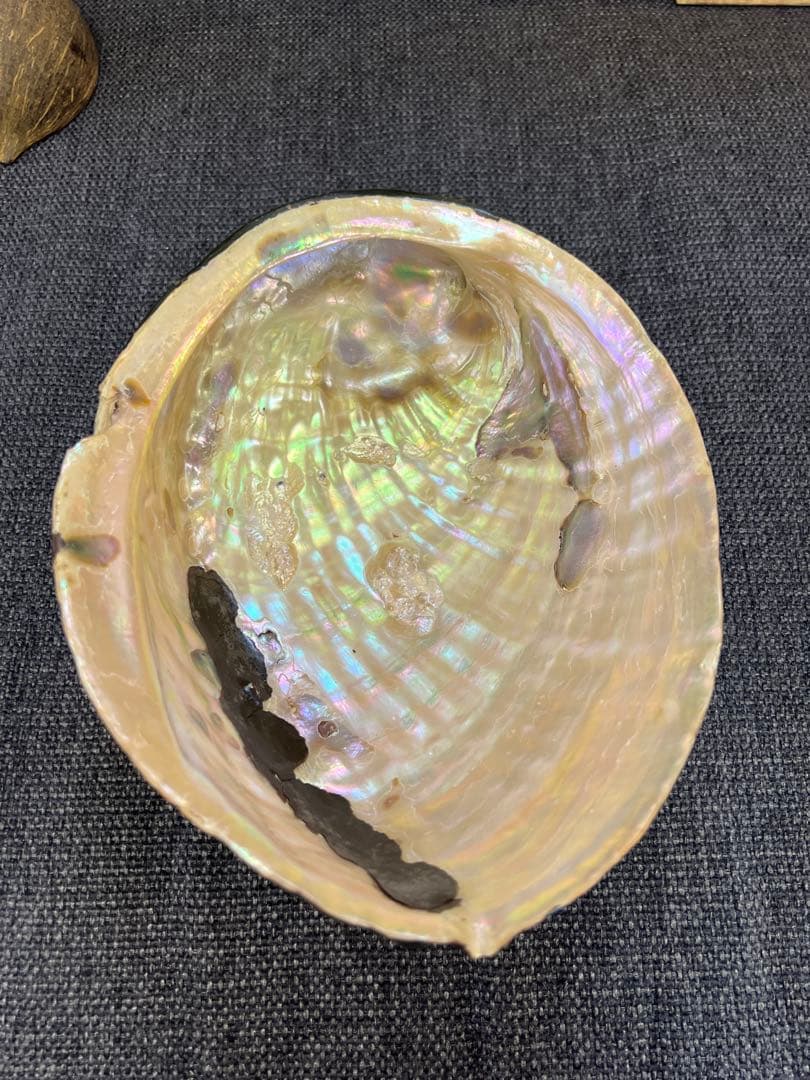 骨董品　天保期 木箱入り 貝殻5点セット 南京貝 男女貝 江戸期