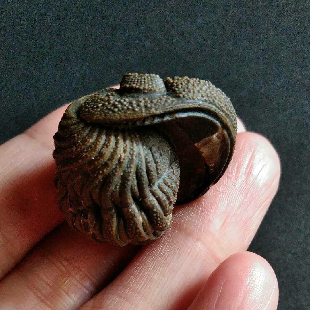 Ｍｏｒｏｃｏｐｓ ｆｏｒｔｅｙｉ