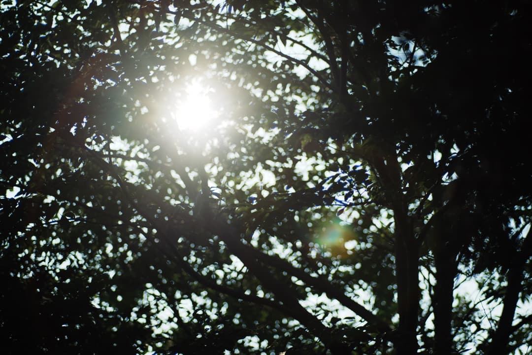 【美品】Carl Zeiss Planar 85mm F1.4 MMJ 897